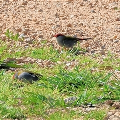 Neochmia temporalis (Red-browed Finch) at Bandiana, VIC - 15 Sep 2024 by KylieWaldon