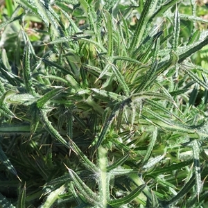 Cirsium vulgare at Bandiana, VIC - 15 Sep 2024 09:57 AM