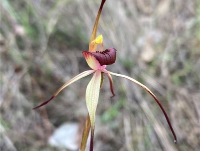 Caladenia whiteheadii at Cowra, NSW - 6 Sep 2024 by AnneG1