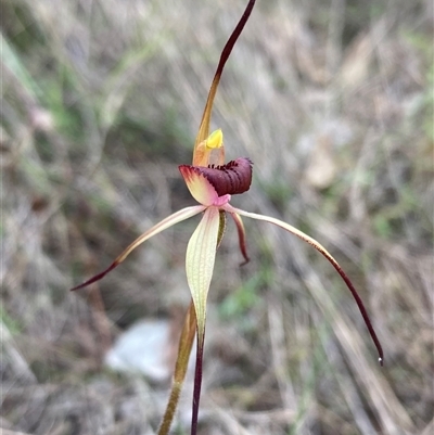 Caladenia whiteheadii at Cowra, NSW by AnneG1