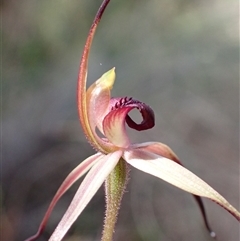 Caladenia whiteheadii at suppressed - 6 Sep 2024