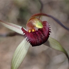 Caladenia whiteheadii at suppressed - 6 Sep 2024