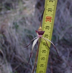 Caladenia whiteheadii at suppressed - 6 Sep 2024