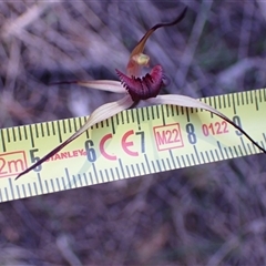 Caladenia whiteheadii at suppressed - 6 Sep 2024