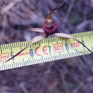 Caladenia whiteheadii at suppressed - suppressed