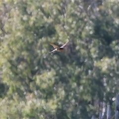 Hirundo neoxena (Welcome Swallow) at Baranduda, VIC - 14 Sep 2024 by KylieWaldon