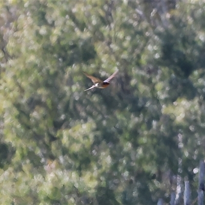 Hirundo neoxena (Welcome Swallow) at Baranduda, VIC - 14 Sep 2024 by KylieWaldon