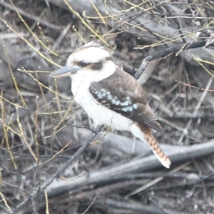 Dacelo novaeguineae at Cooma, NSW - 13 Sep 2024