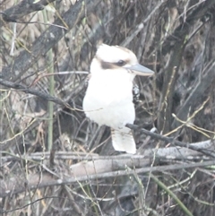 Dacelo novaeguineae at Cooma, NSW - 13 Sep 2024