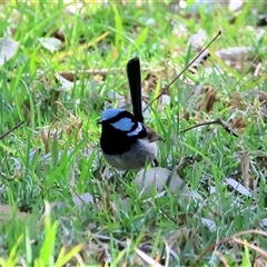 Malurus cyaneus (Superb Fairywren) at Baranduda, VIC - 15 Sep 2024 by KylieWaldon