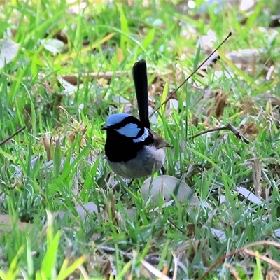 Malurus cyaneus (Superb Fairywren) at Baranduda, VIC - 15 Sep 2024 by KylieWaldon