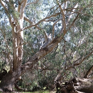 Eucalyptus camaldulensis subsp. camaldulensis at Baranduda, VIC - 15 Sep 2024 10:07 AM