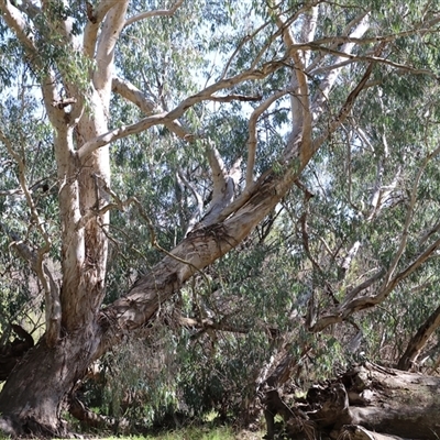 Eucalyptus camaldulensis subsp. camaldulensis (River Red Gum) at Baranduda, VIC - 15 Sep 2024 by KylieWaldon