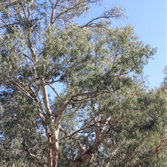 Eucalyptus camaldulensis subsp. camaldulensis at Baranduda, VIC - 15 Sep 2024 10:07 AM