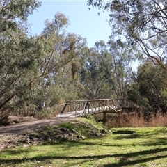 Eucalyptus camaldulensis subsp. camaldulensis at Baranduda, VIC - 15 Sep 2024 10:07 AM