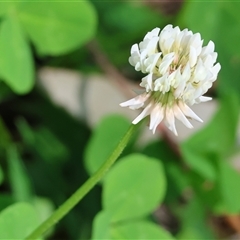 Trifolium arvense var. arvense (Haresfoot Clover) at Baranduda, VIC - 15 Sep 2024 by KylieWaldon