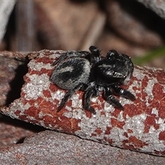 Salpesia (genus) (Salpesia Jumping Spider) at Hall, ACT - 15 Sep 2024 by Anna123
