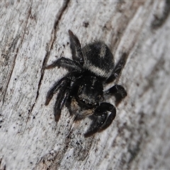 Salpesia sp. (genus) at Hall, ACT - 15 Sep 2024