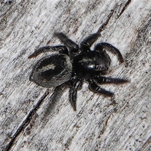 Salpesia sp. (genus) at Hall, ACT - 15 Sep 2024