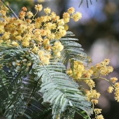 Acacia dealbata (Silver Wattle) at Bonegilla, VIC - 15 Sep 2024 by KylieWaldon