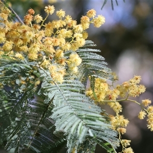 Acacia dealbata at Bonegilla, VIC - 15 Sep 2024