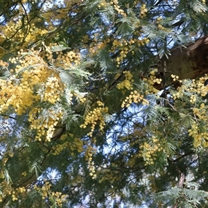 Acacia dealbata at Bonegilla, VIC - 15 Sep 2024