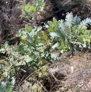 Acacia baileyana at Watson, ACT - 13 Sep 2024 12:20 PM