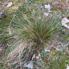 Nassella trichotoma (Serrated Tussock) at Watson, ACT - 13 Sep 2024 by waltraud