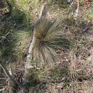 Nassella trichotoma at Watson, ACT - 13 Sep 2024