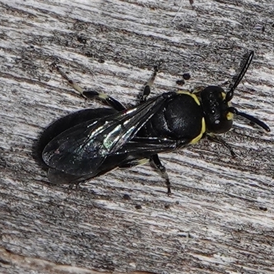 Hylaeus (Gnathoprosopoides) bituberculatus (Hylaeine colletid bee) at Hall, ACT - 15 Sep 2024 by Anna123