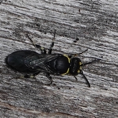 Hylaeus (Gnathoprosopoides) bituberculatus at Hall, ACT - 15 Sep 2024 12:55 PM