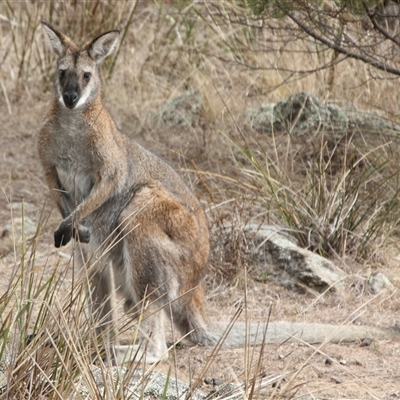 Notamacropus rufogriseus (Red-necked Wallaby) at Cooma, NSW - 15 Sep 2024 by mahargiani