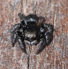 Salticidae (family) at Hall, ACT - 15 Sep 2024 by Anna123