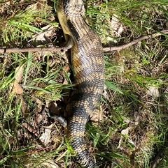 Tiliqua scincoides scincoides (Eastern Blue-tongue) at Hall, ACT - 15 Sep 2024 by strigo