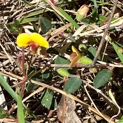 Bossiaea prostrata (Creeping Bossiaea) at Hall, ACT - 15 Sep 2024 by strigo