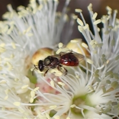 Lasioglossum (Homalictus) punctatum (A halictid bee) at Tianjara, NSW - 9 Sep 2024 by AnneG1