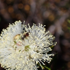 Lasioglossum (Homalictus) punctatum at Tianjara, NSW - 9 Sep 2024