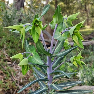 Euphorbia lathyris (Caper Spurge) at Goulburn, NSW - 15 Sep 2024 by trevorpreston