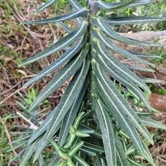 Euphorbia lathyris at Goulburn, NSW - 15 Sep 2024