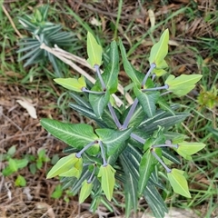 Euphorbia lathyris at Goulburn, NSW - 15 Sep 2024 03:49 PM