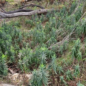 Euphorbia lathyris at Goulburn, NSW - 15 Sep 2024 03:49 PM