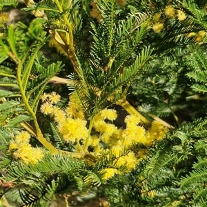 Acacia decurrens at Goulburn, NSW - 15 Sep 2024 03:46 PM