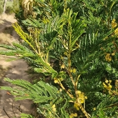 Acacia decurrens at Goulburn, NSW - 15 Sep 2024 03:46 PM