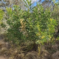 Acacia decurrens at Goulburn, NSW - 15 Sep 2024