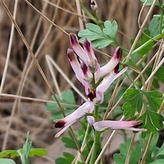 Fumaria muralis subsp. muralis (Wall Fumitory) at Goulburn, NSW - 15 Sep 2024 by trevorpreston