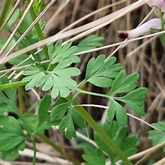 Fumaria muralis subsp. muralis at Goulburn, NSW - 15 Sep 2024