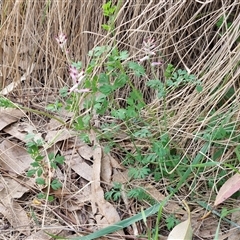 Fumaria muralis subsp. muralis at Goulburn, NSW - 15 Sep 2024