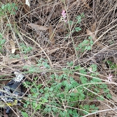 Fumaria muralis subsp. muralis at Goulburn, NSW - 15 Sep 2024