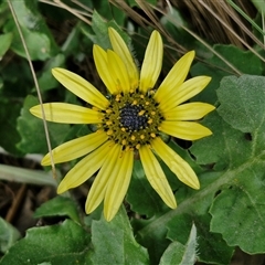 Arctotheca calendula (Capeweed, Cape Dandelion) at Goulburn, NSW - 15 Sep 2024 by trevorpreston