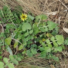 Arctotheca calendula at Goulburn, NSW - 15 Sep 2024